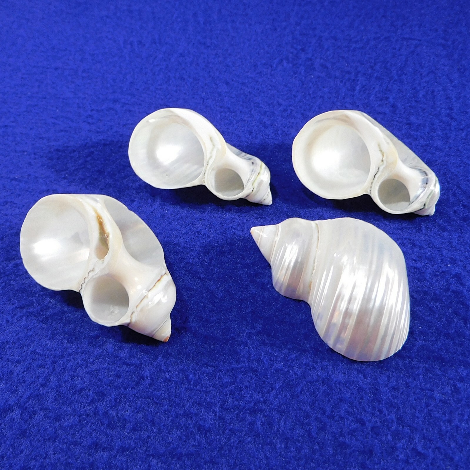 Set of 4 Small Serving Shells Snail Escargot Caviar Appetizer Amuse ...
