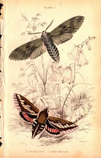 PINE HAWK, MADDER HAWK MOTH Antique Butterfly engraving 1835
