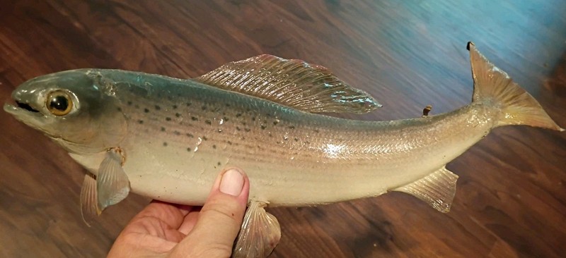 Vintage Taxidermy Fish Arctic Grayling ~14" Uncommon Cabin Chic