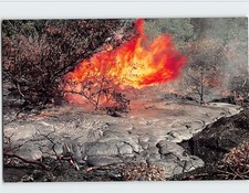 Postcard Burning bush Hawaii Volcanoes National Park Hawaii USA