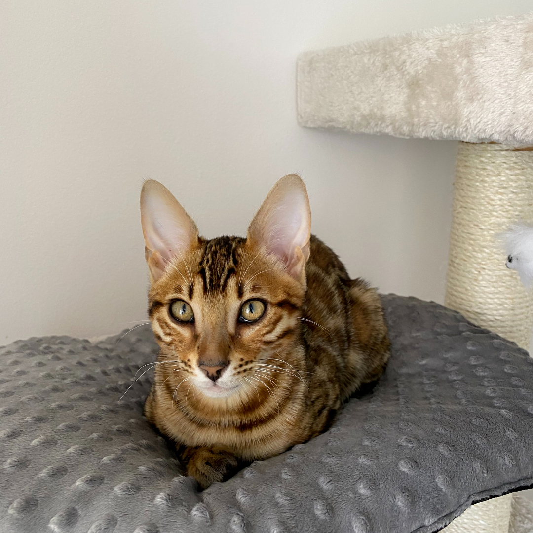 Flauschige Haustierbett-Matte – Rutschfest, Waschbar, In 4 Größen Für Hunde & Katzen