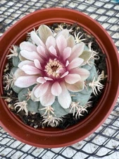 Gymnocalycium spegazzinii  v. unguispinum Unique Spines Beautiful Flower 🌺