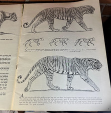 Vintage The Cats in Action Art Book  Walter J. Wilwerding  Walter T. Foster
