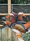 5 Regular Full Colored Mandarin Duck Hatching Eggs Ready Now Ships Fast! Fertile