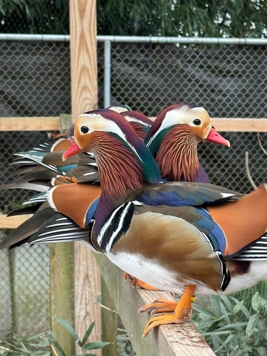 5 Regular Full Colored Mandarin Duck Hatching Eggs READY NOW Ships Fast! Fertile