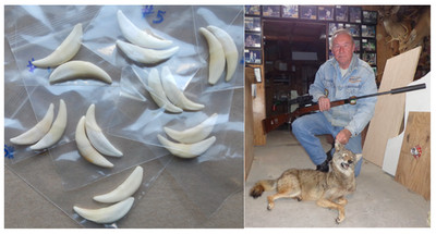 One Pair of Authentic Coyote Canine Teeth