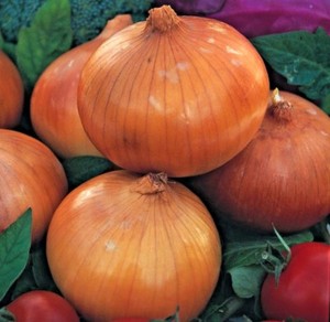 1,200 Graines Légumes Oignon japonais senshyu jaune env