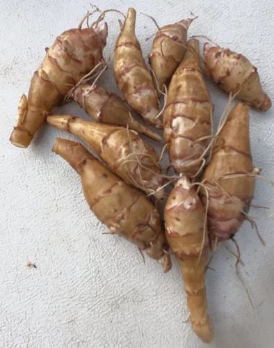 Sunchoke - Variety Chinese Long - Individual Tubers - Jerusalem Artichoke