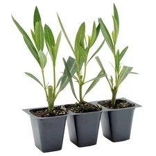Nerium Red Oleander in 2.5” Nursery Cubes, Nerium oleander ‘Jannoch’ Live Plants