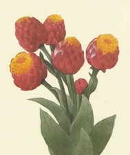 P. J. Redoute Print #8 Gnaphalium eximium. Botanical Flower