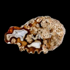 4.4" Agatized Coral Fossil Oligocene and Miocene Epochs Tampa Bay Florida