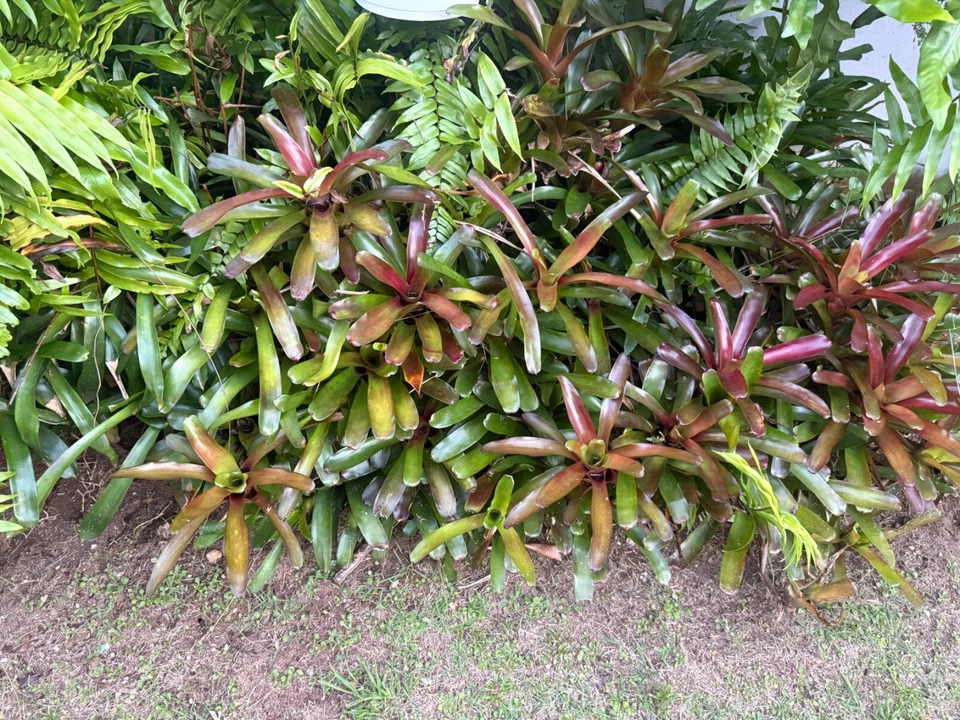 Bromelia “Bola de Fuego Roja” Neoregelia: 5 Plantas por $32 Tamaño Mediano/Gran Envío Gratis Foto 3 de 3