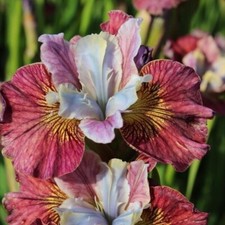 Iris sibirica Miss Apple 9cm pots
