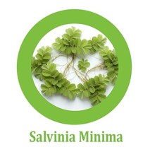 Salvinia Minima Water Spangles 4oz Cup, order 2 and get a free plant