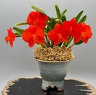 DO - Sophronitis coccinea 4n 'DO Too' x self, Cattleya, Orchid species, rare! — photo 1