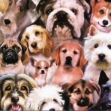 Fabric Dogs Puppies Packed Petpourri ELIZABETH Cotton 1/4 Yard 1255E