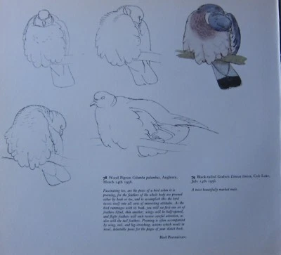 Beau Vintage Oiseau Imprimé ~ Pigeon Bois ~ Tunnicliffe - Photo 1/2