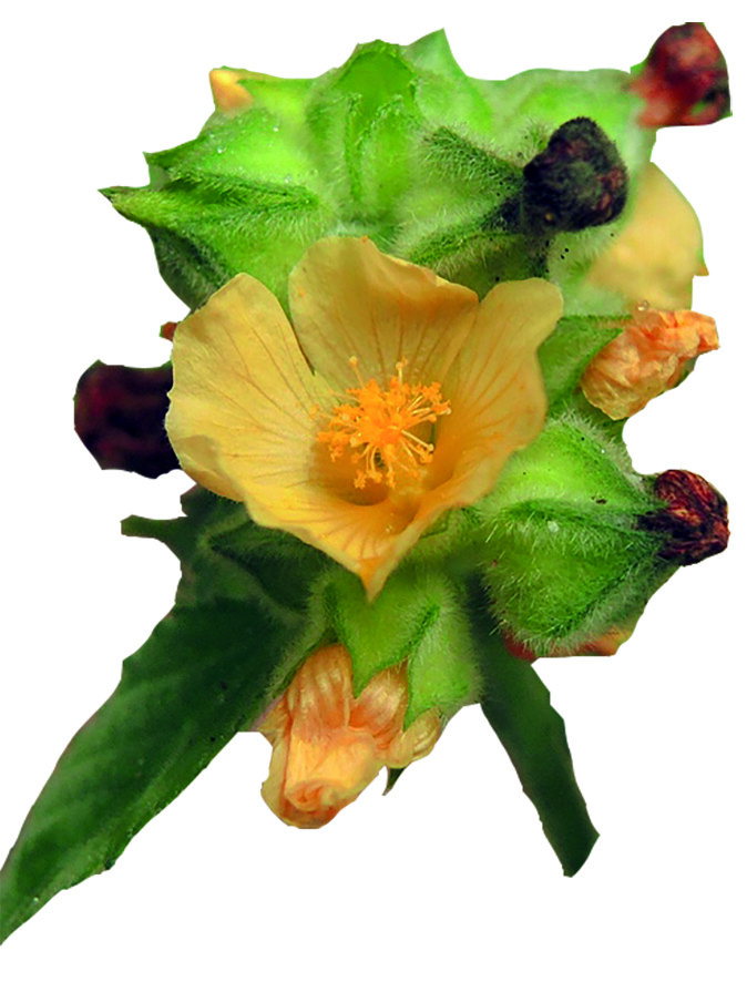 Cápsulas Bala / Sandmalve (sida cordifolia) - 100% vegano