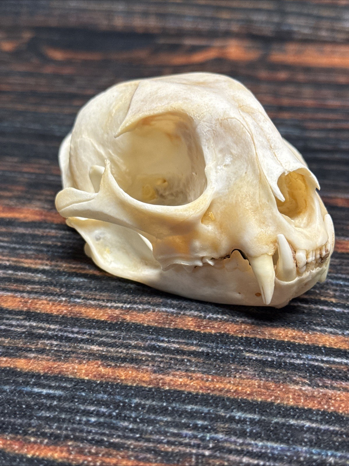 Real XL American Bobcat Skull Animal Mounts Christmas Gifts Man Cave Decor Craft