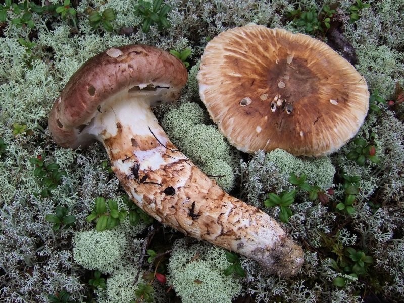 Tricholoma matsutake Matsutake hongo grano seco micelio envío a todo el mundo 106
