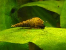 10 Malaysian Trumpet Snails Melanoides tuberculata 