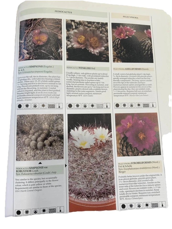 The Illustrated Encyclopedia of Cacti Clive Innes Charles Glass Book - Image 2 of 4