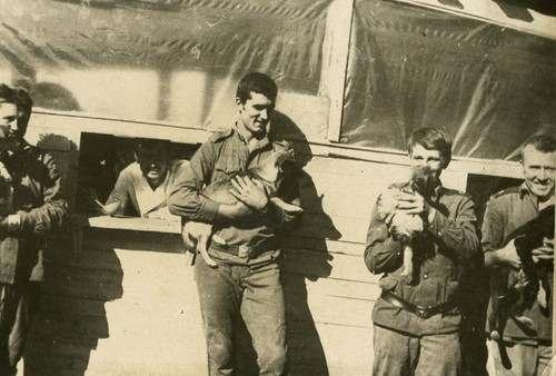 Handsome young men soldiers w/ dogs odd gay int ussr vtg photo