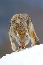 Coyote in Winter II by Jim Cumming Western Wildlife Photography Giclee Print