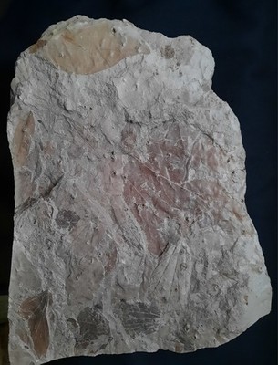 Credneria, Quedlinburg, ex Kollektion A.E. Richter