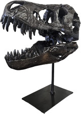 Tyrannosaurus Skull Statue - Resin Dinosaur Decor for Home  Office Display