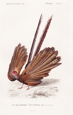 pheasant Fasan Phasianus argus bird Vogel engraving Stahlstich Orbigny 1841