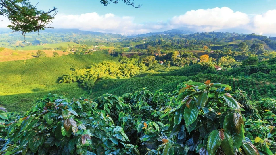 GRANOS DE CAFÉ RECIÉN TOSTADOS NICARAGUA ORGÁNICOS DE 2, 5, 10 LB - ARÁBIGA orgánico Foto 2 de 4