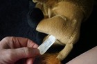 Vtg. 2001 Wishpets Buff stuffed  buffalo from the Denver US Mint in Colorado — photo 10