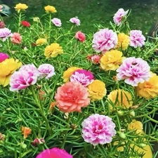 MOSS ROSE SEEDS - 2000 Seeds |  PORTULACA DOUBLE MIX (Portulaca grandiflora) USA