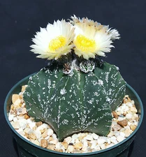 Astrophytum Myriostigma cv HAKUN rare cacti exotic japan cactus seed 10 SEEDS