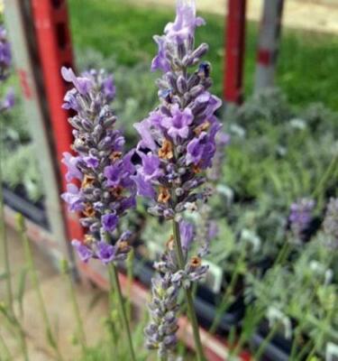 Lavender French Provence - 4'' Size Pot