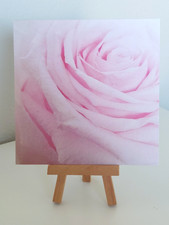 Pink Rose Close Up Matte Photography Art Print 5.5 inch No Border