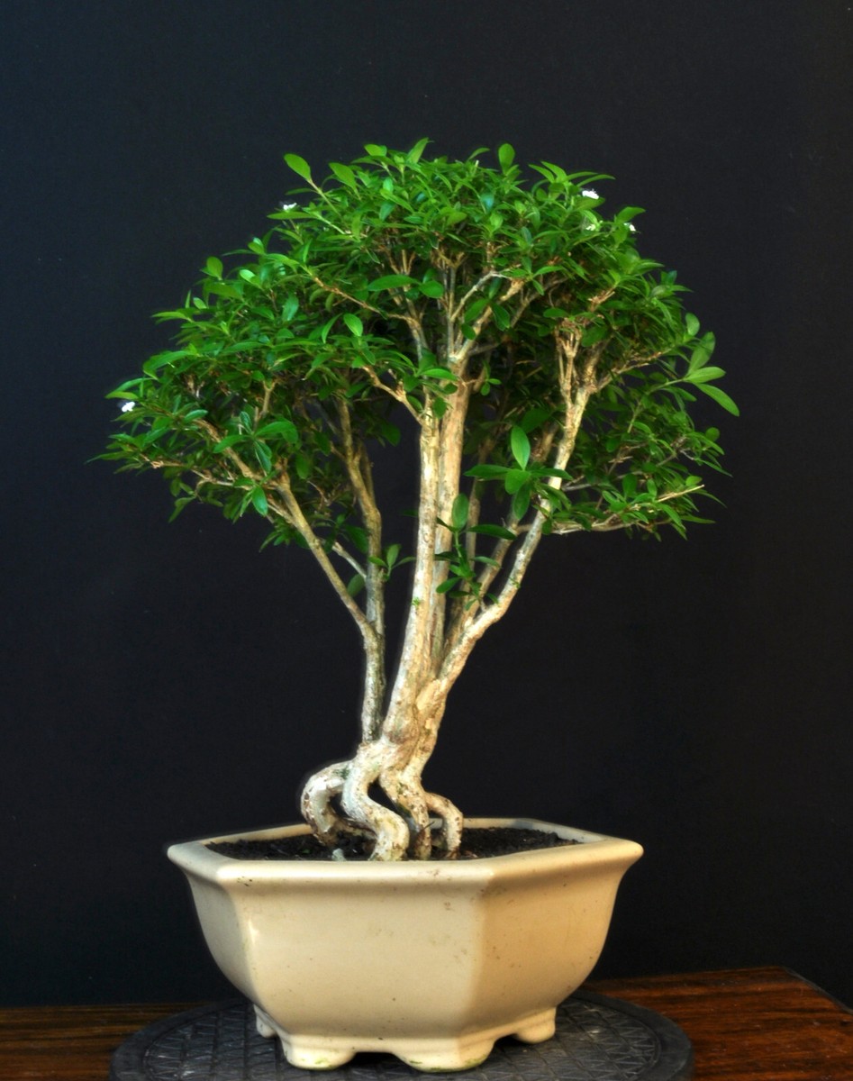 BONSAI JUNISCHNEE SERISSA FOETIDA INDOOR BAUM DER 1000 STERNEN | eBay