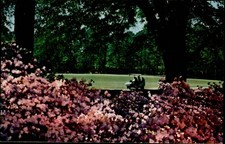 Pine Mountain Georgia Callaway Gardens Golf Course azalea blooms cart postcard