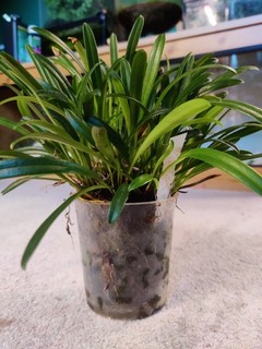 Masdevallia roseola orchid plant cool to intermediate growing miniature orchid