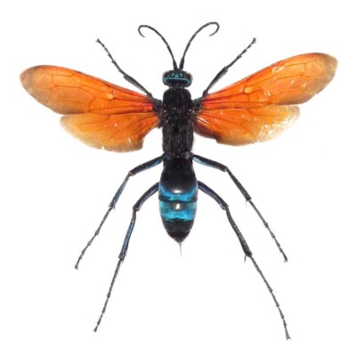 Pepsis formosa ORANGE FORM tarantula hawk wasp Arizona UNMOUNTED/WINGS CLOSED