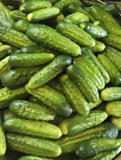 FRESH 2024 ORGANIC Boston Pickling Cucumber 100 HEIRLOOM Seeds NON GMO Vegetable
