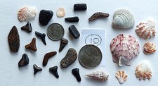 Shark teeth, fossils, seashells lot from Florida beaches           8/20#10