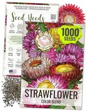 Strawflower Seeds for Planting - Heirloom  Open 1 Pack 1,000 Seeds 