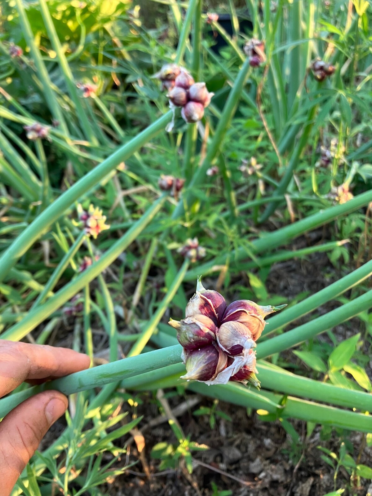 10+ Egyptioan Walking Onion Topset Bulbs eBay