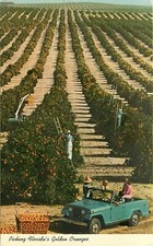 Aerial View Orange Pickers Grove Florida old Jeep pickup truck car Postcard