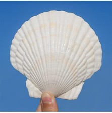 10 PCS 4 To 5 Inch Large Scallop Shells White Natural For Craft Baking Decor