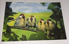 Tit Babies Bird Bird Animal Postcard Postcard Postcard Bird Postcard 