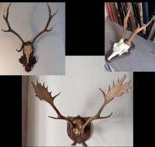 Trofeo di cervo, di daino e capriolo antichi, primi del 900' con scudetto