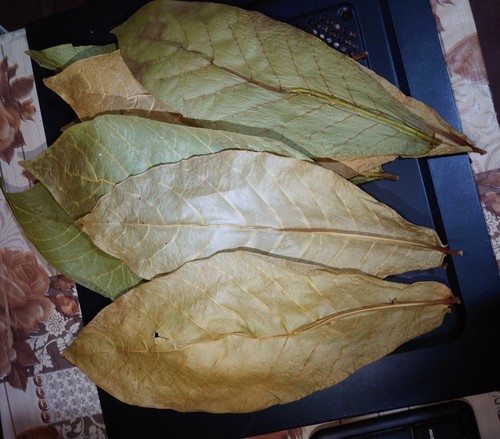 500 leaf Dried Indian Almond dry Leaves Catappa for Fish, Shrimp, Aquarium care - Picture 9 of 13